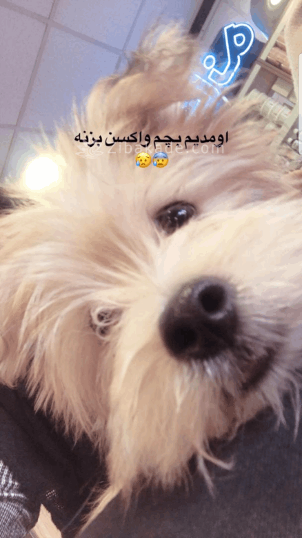 نگهداری سگ در آپارتمان-قصه سگ کوچولوی من پاپت